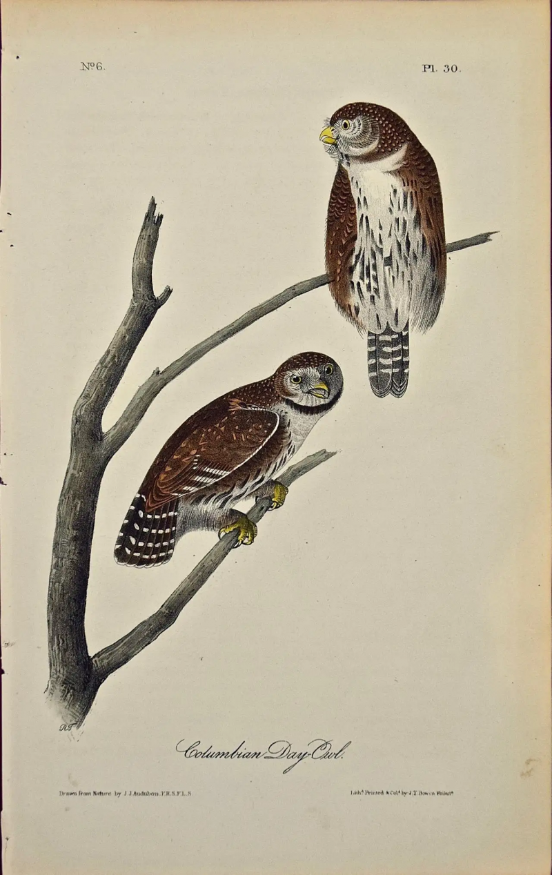 John James Audubon Columbian Day Owl an Original 1st Edition Hand Colored Audubon Bird Lithograph