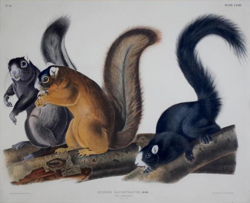 John James Audubon FOX SQUIRREL PL LXVIII
