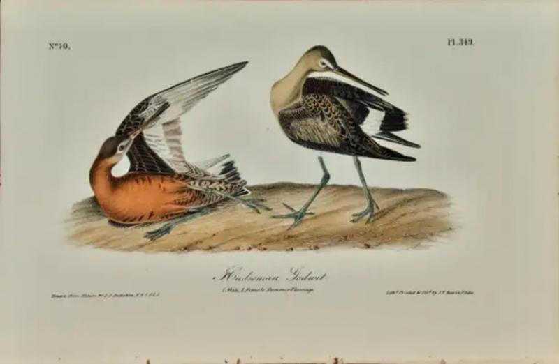 John James Audubon Hudsonian Godwit 19th C 1st Octavo Edition Audubon Hand colored Bird Lithograph