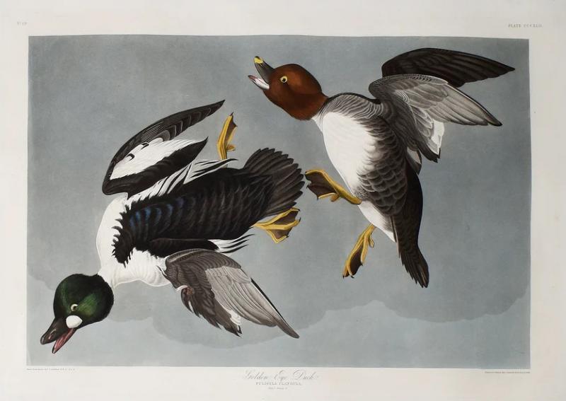 John James Audubon JOHN JAMES AUDUBON 1785 1851 PLATE CCCXLII GOLDEN EYE DUCK