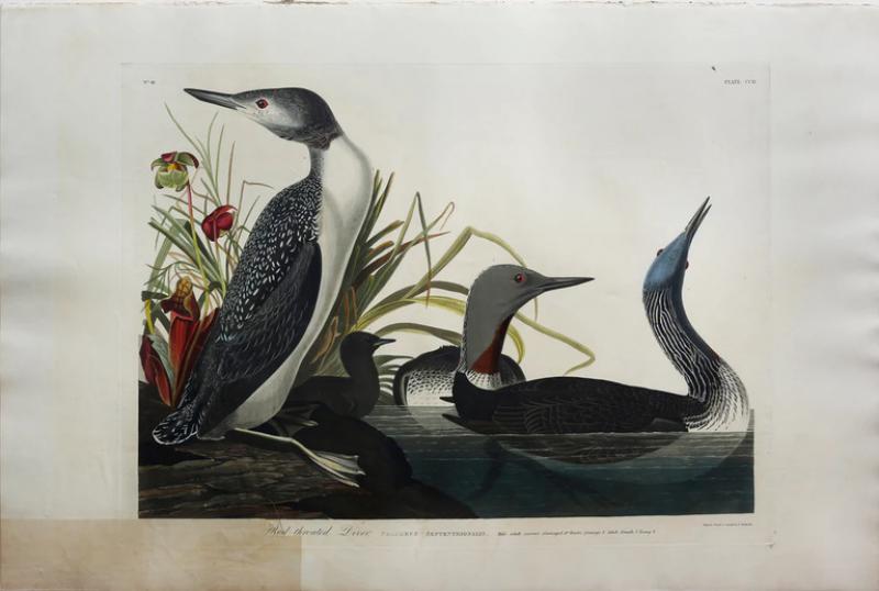 John James Audubon JOHN JAMES AUDUBON 1785 1851 PLATE CCII RED THROATED DIVER