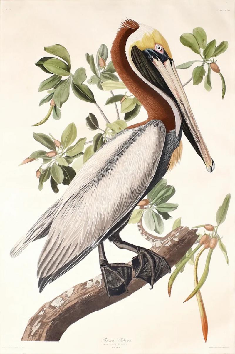 John James Audubon JOHN JAMES AUDUBON 1785 1851 PLATE CCLI BROWN PELICAN