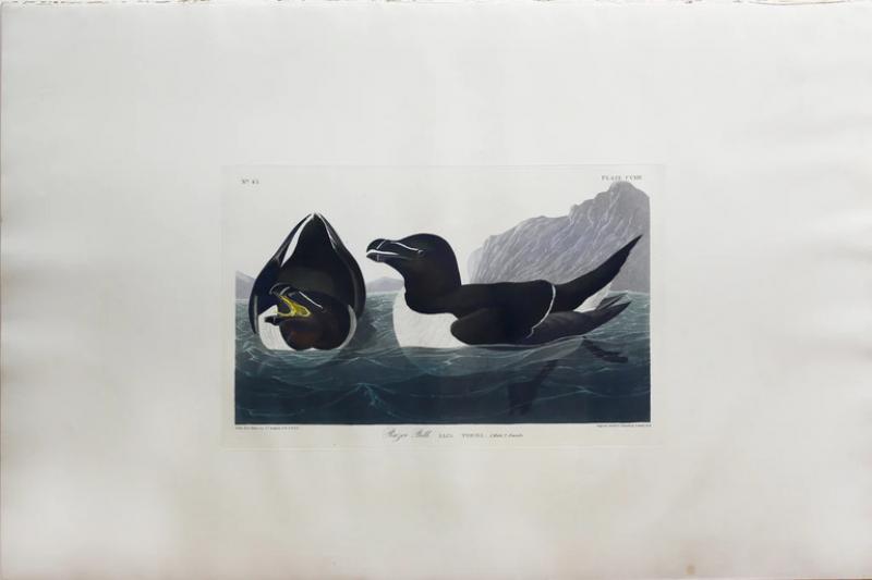 John James Audubon JOHN JAMES AUDUBON 1785 1851 PLATE CCXIV RAZOR BILL