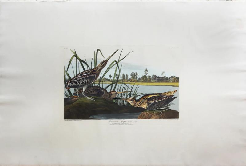 John James Audubon JOHN JAMES AUDUBON 1785 1851 PLATE CCXLIII AMERICAN SNIPE