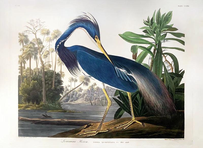 John James Audubon JOHN JAMES AUDUBON 1785 1851 PLATE CCXVII LOUISIANA HERON