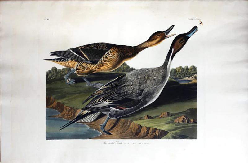 John James Audubon JOHN JAMES AUDUBON 1785 1851 PLATE CCXXVII PIN TAILED DUCK