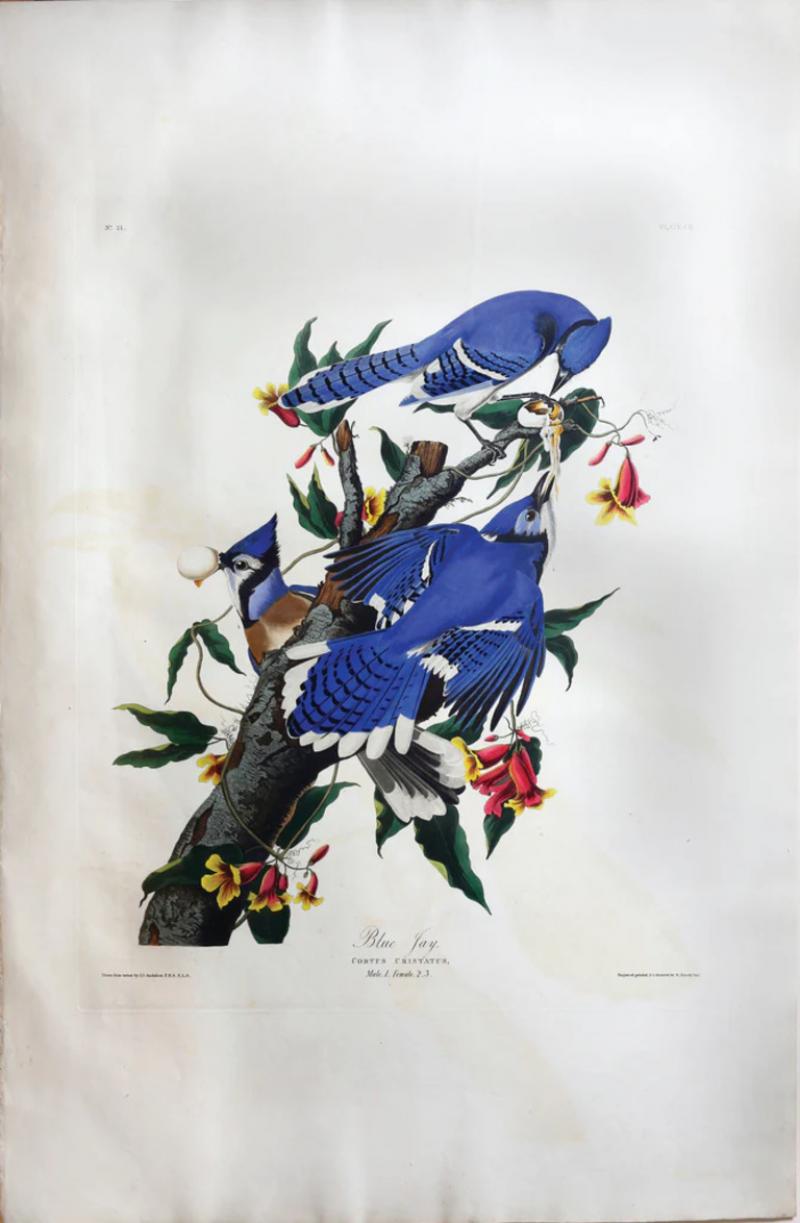 John James Audubon JOHN JAMES AUDUBON 1785 1851 PLATE CII BLUE JAY