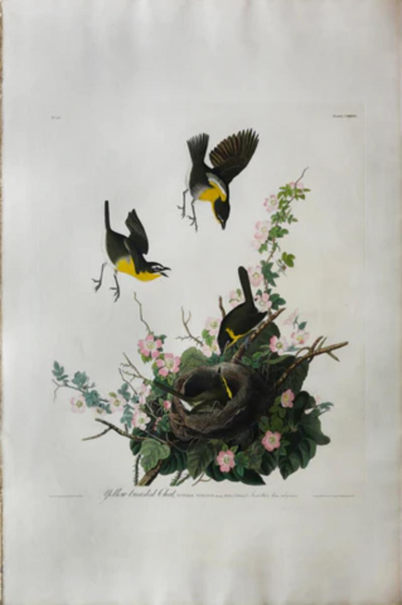 John James Audubon JOHN JAMES AUDUBON 1785 1851 PLATE CXXXVII YELLOW BREASTED CHAT