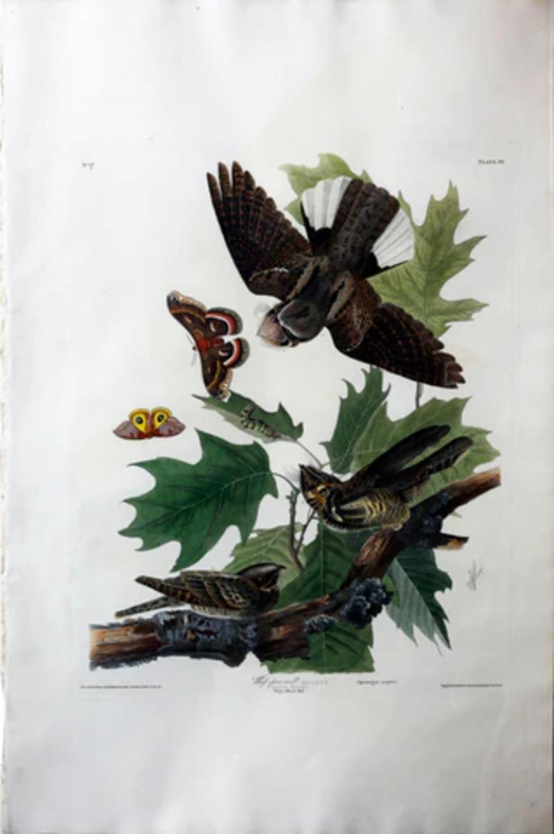 John James Audubon JOHN JAMES AUDUBON 1785 1851 PLATE LXXXII WHIP POOR WILL