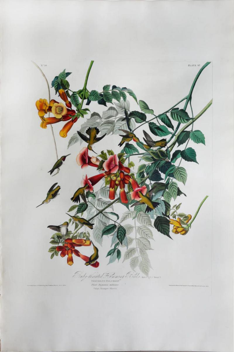 John James Audubon JOHN JAMES AUDUBON 1785 1851 PLATE XLVII RUBY THROATED HUMMING BIRD