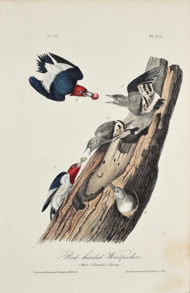 John James Audubon JOHN JAMES AUDUBON AMERICAN 1785 1851 PL 271 RED HEADED WOODPECKER