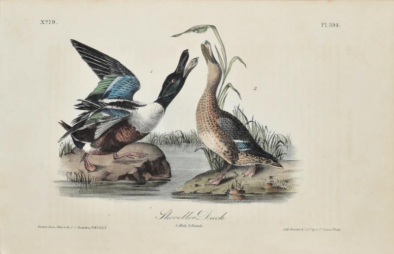 John James Audubon JOHN JAMES AUDUBON AMERICAN 1785 1851 PL 394 SHOVELLER DUCK