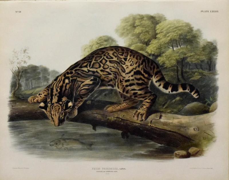 John James Audubon JOHN JAMES AUDUBON JOHN WOODHOUSE AUDUBON OCELOT OR LEOPARD CAT PL LXXXVI