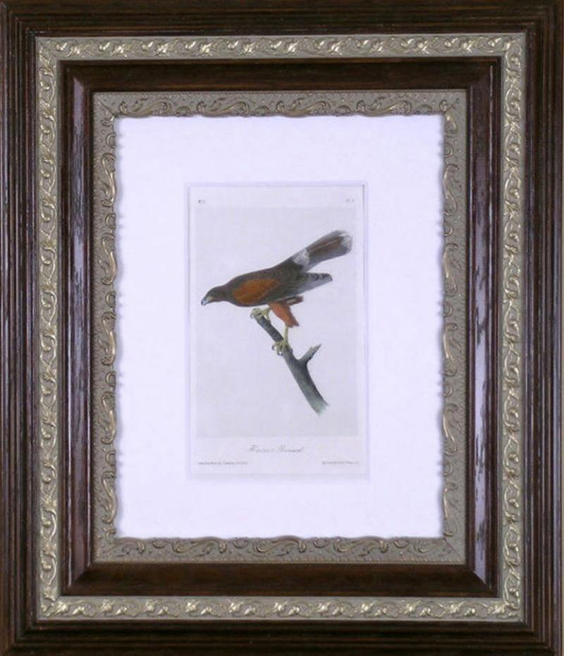 John James Audubon John James Audubon Harriss Buzzard 1856