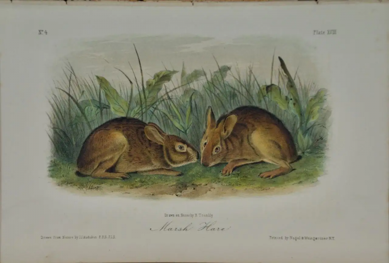 John James Audubon John James Audubon Marsh Hare Original 19th Century 1st Octavo Ed 