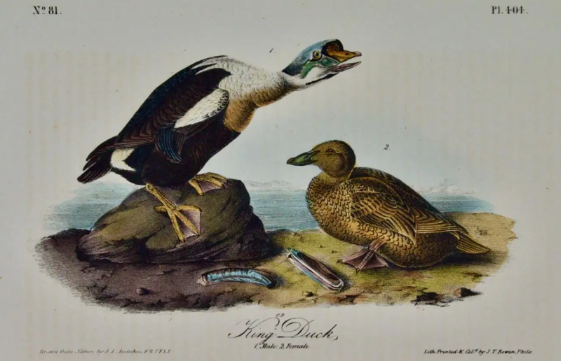 John James Audubon King Duck An Original First Octavo Edition Audubon Hand colored Lithograph