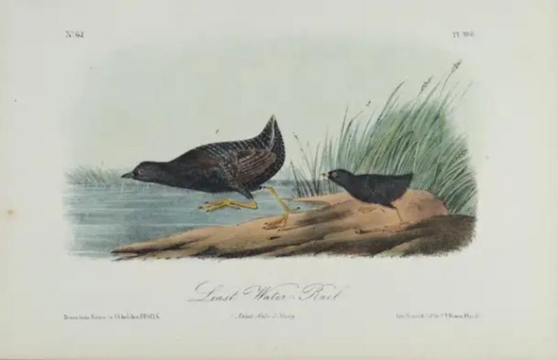 John James Audubon Least Water Rail An Original 19th C Audubon Hand colored Bird Lithograph