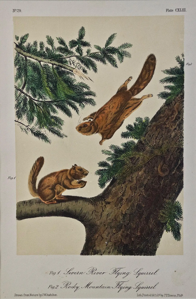 John James Audubon Original Audubon Hand Colored Lithograph of Flying Squirrels