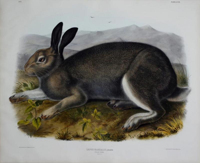 John James Audubon POLAR HARE PL XXXII