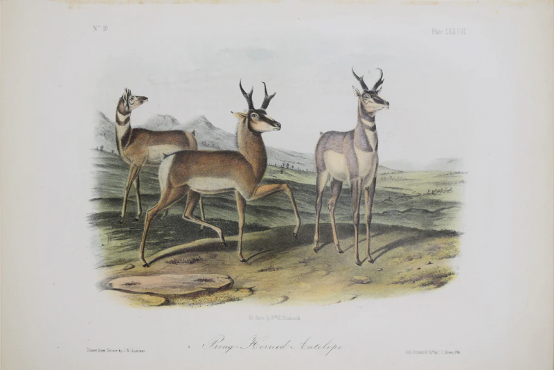 John James Audubon PRONG HORNED ANTELOPE PL LXXVII