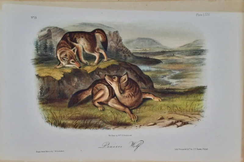 John James Audubon Prairie Wolf An Original Audubon 19th Century Hand colored Lithograph