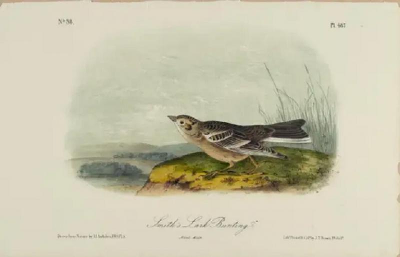 John James Audubon Smiths Lark Bunting Original 19th C Audubon Hand colored Bird Lithograph