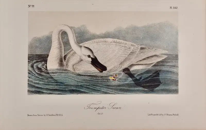 John James Audubon Trumpeter Swan Adult An Original Audubon Hand colored Bird Lithograph