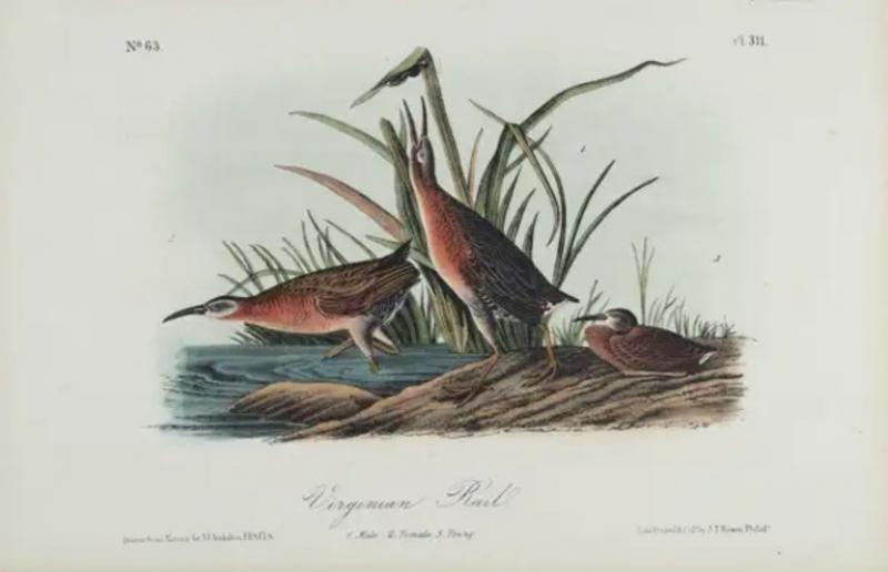 John James Audubon Virginian Rail An Original 19th C Audubon Hand colored Bird Lithograph