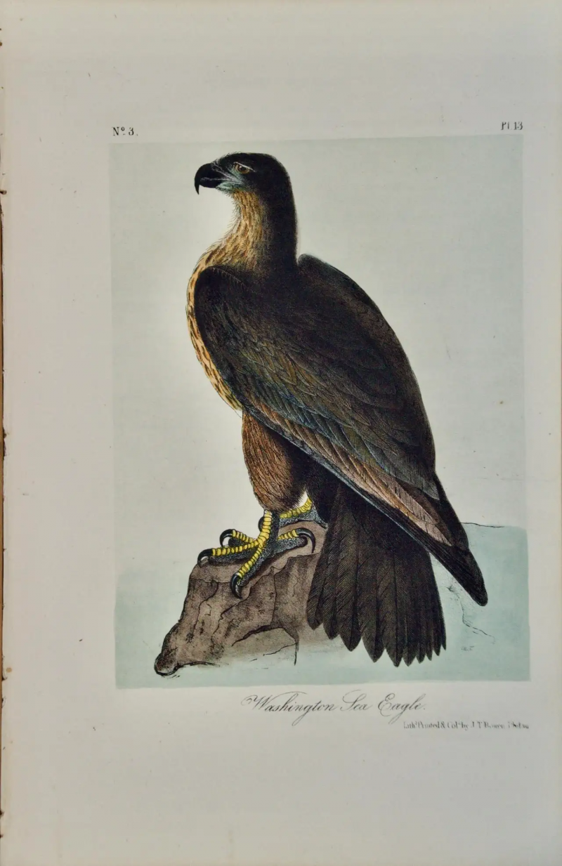 John James Audubon Washington Sea Eagle An Original Audubon Hand colored Lithograph