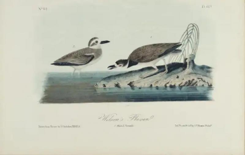 John James Audubon Wilsons Plover An Original 19th C Audubon Hand colored Bird Lithograph