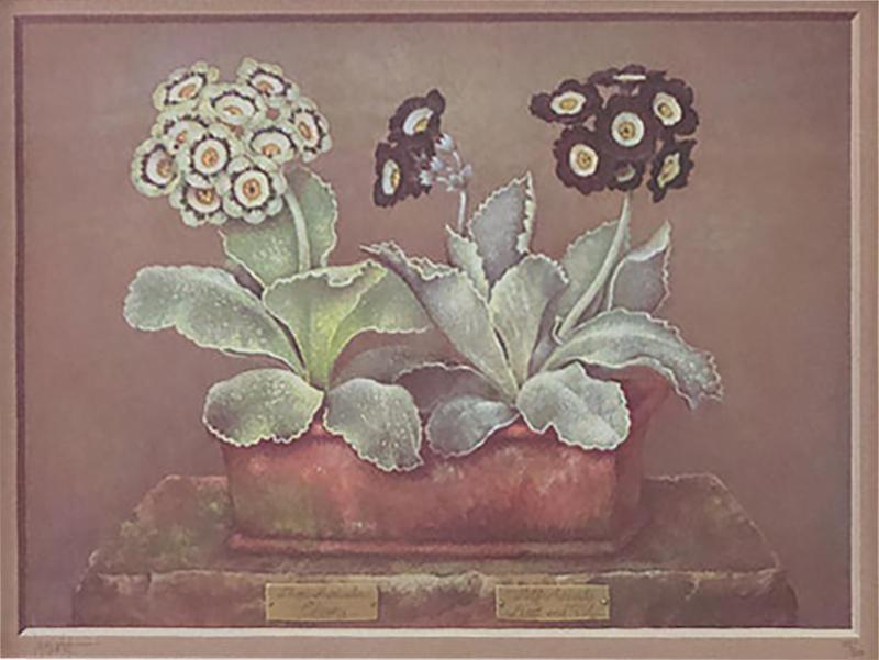 Jose Escofet Still Prints Life of Potted Plants
