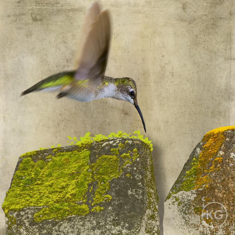 Kate Griswold Hummingbird 1