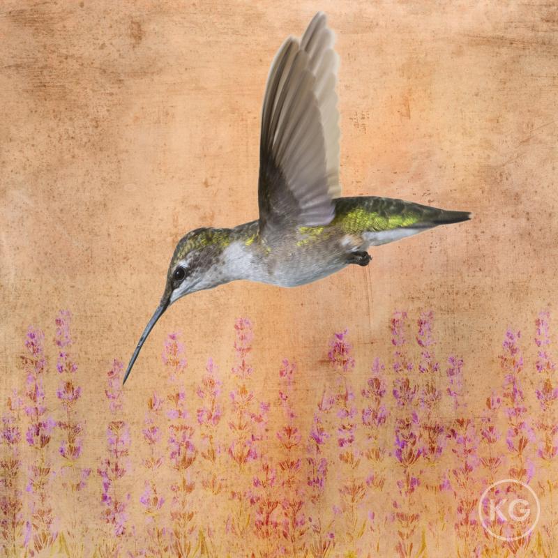 Kate Griswold Hummingbird 2