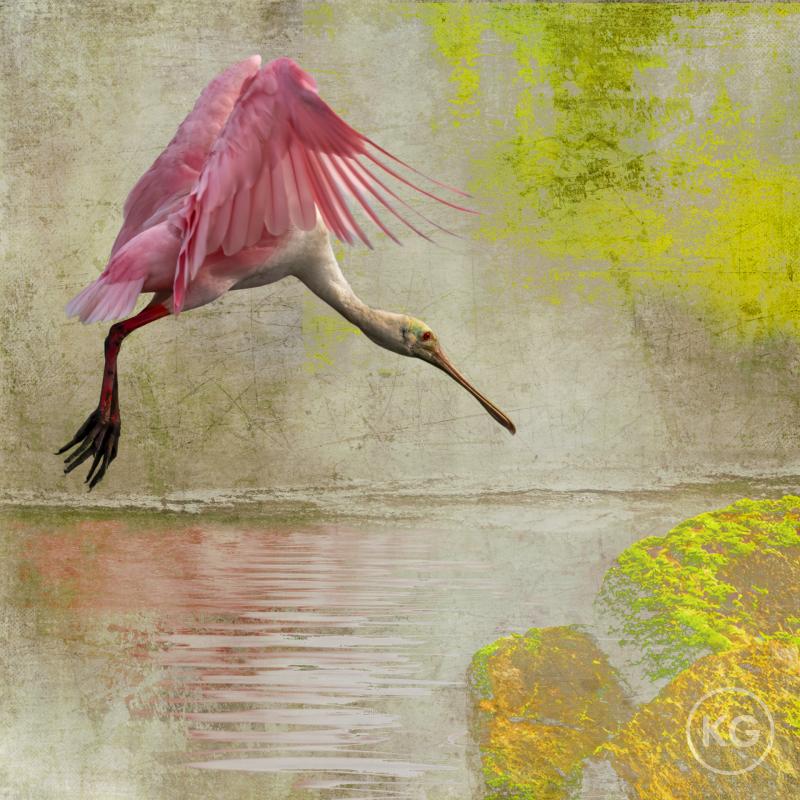 Kate Griswold Spoonbill 