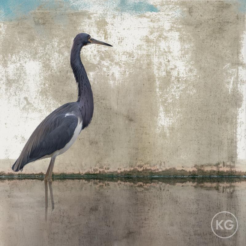 Kate Griswold Tricolored Heron 