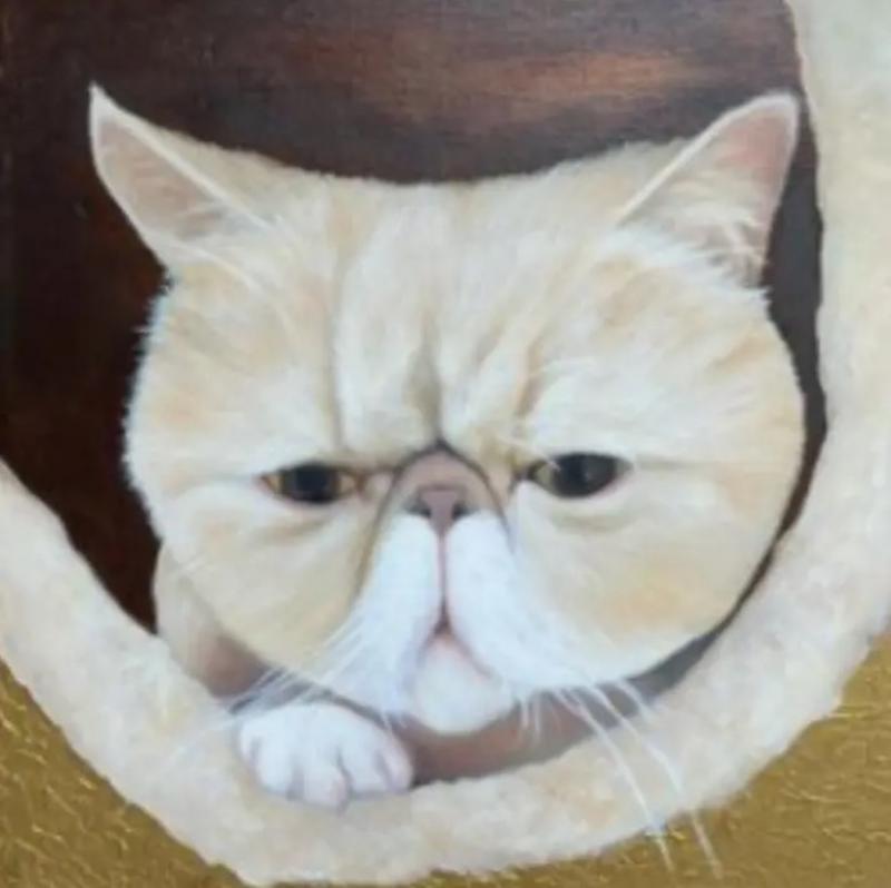 Kathy Hoets Kathy Hoets Pet Projects Exotic Short Hair Cat in Window