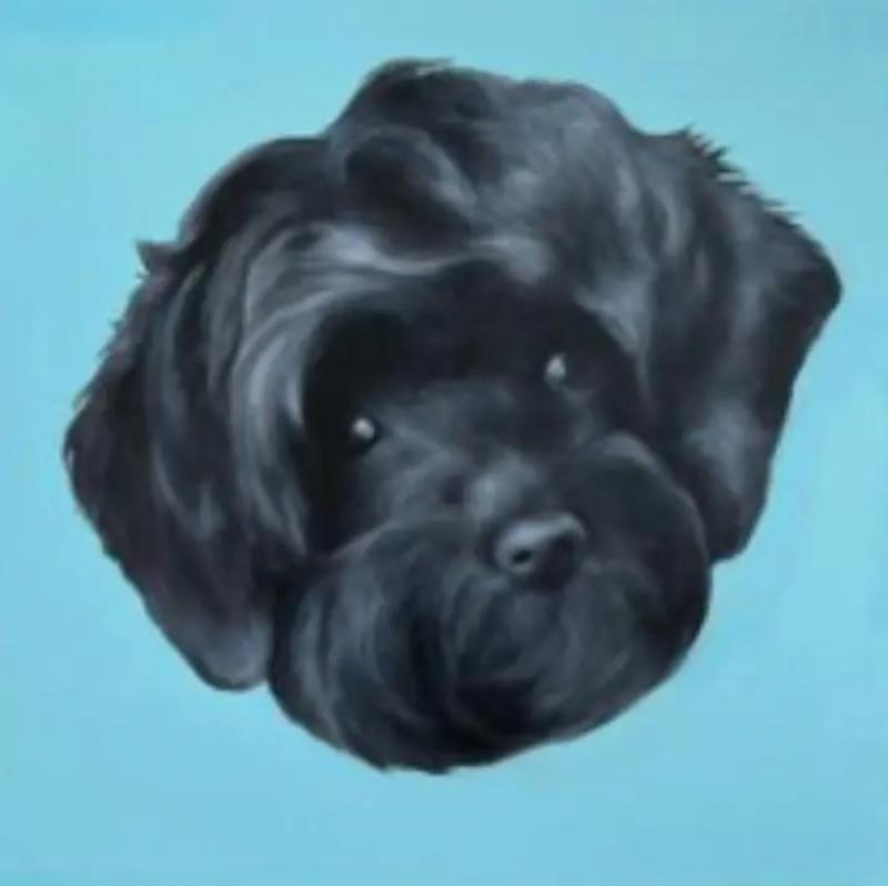 Kathy Hoets Pet Projects