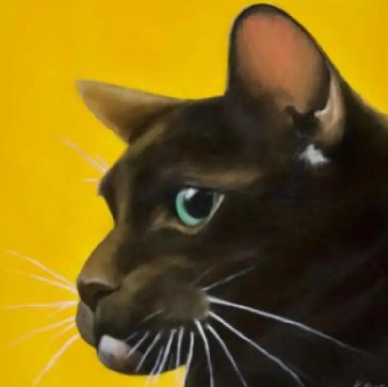 Kathy Hoets Pet Projects