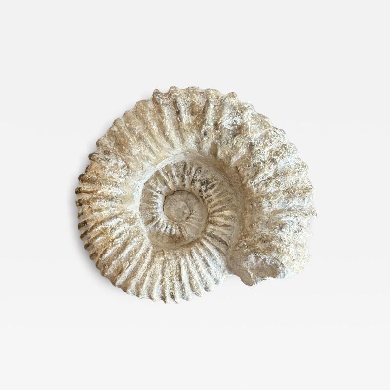 Large Ammonite Fossil
