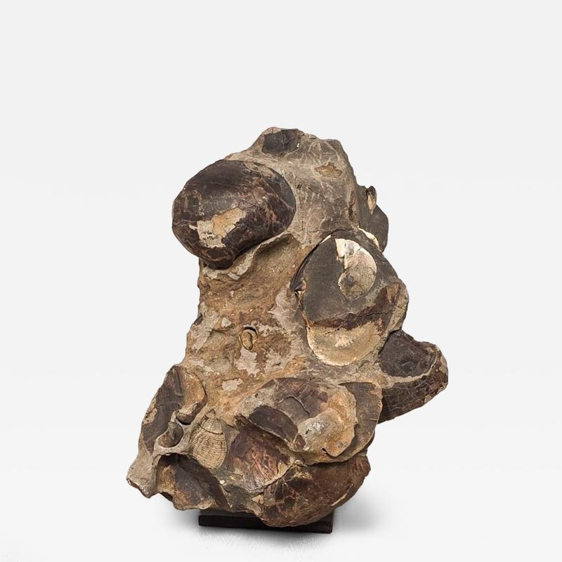 Large Ancient Concretion of Fossilized Shells Sediment Likely Cambrian Period