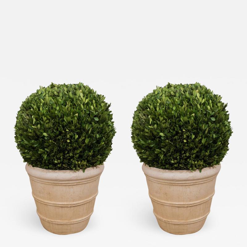 Large Boxwood Potted Ball Topiary