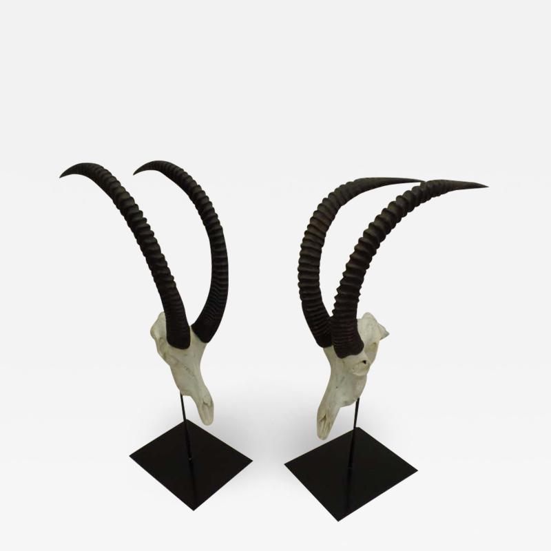 Large Pair of Sable Antelope Mounted Skulls with Curved Ringed Horns