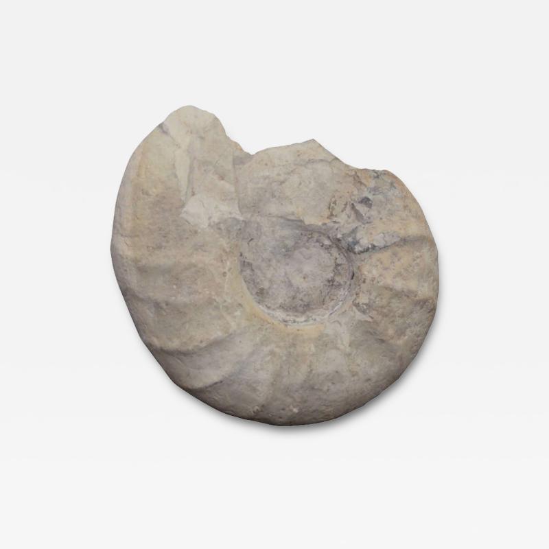 Large Prehistoric Ammonite