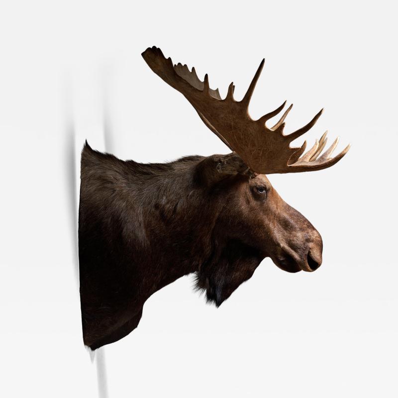 Large Taxidermy Moose Head Mount