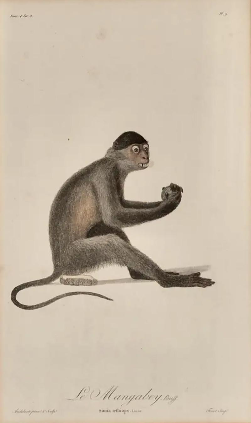 Le Mangabey Monkey Framed Audebert 18th C Hand colored Engraving