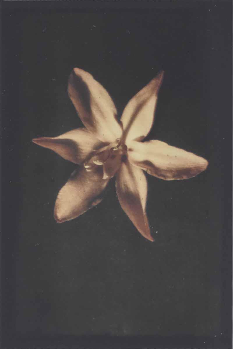 Leendert Blok 1920s botanic autochrome by Dutch photographer Leendert Blok