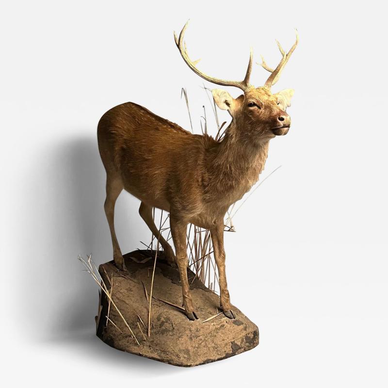 Life Size Taxidermy Full Body Deer on Faux ConcreteBase Barasingha