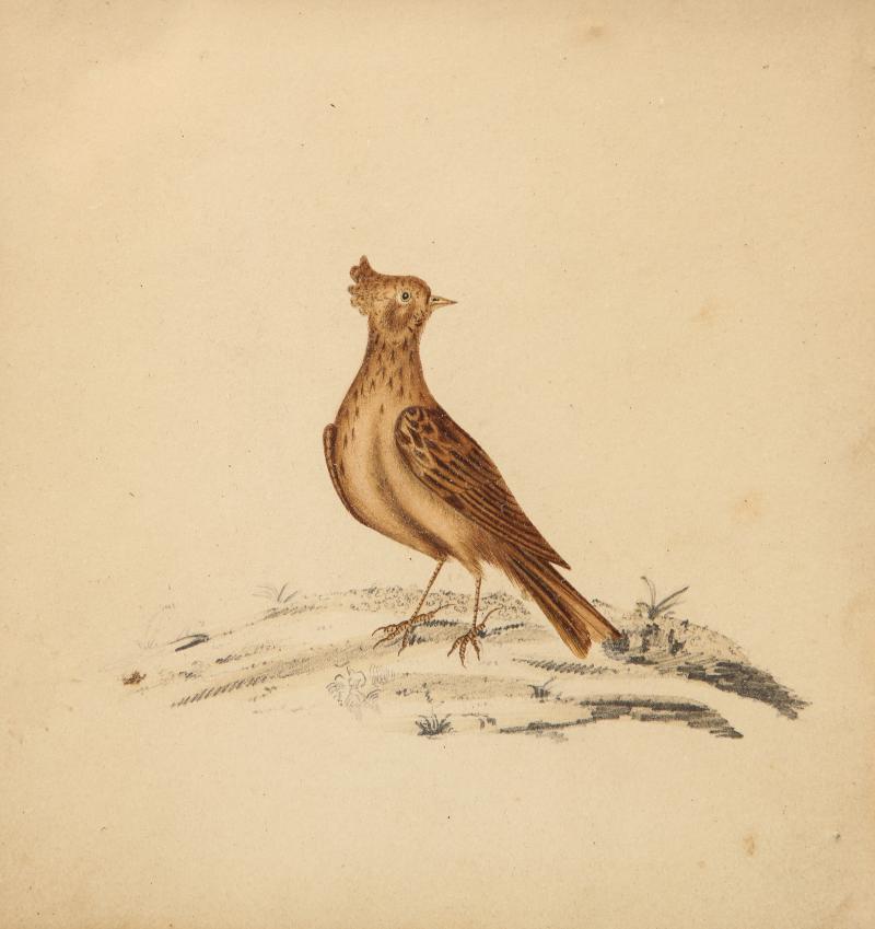 Lithograph of a Skylark England 19th C 