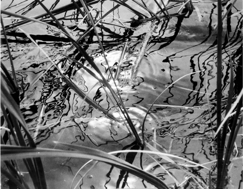 Lucien Clergue Joncs Camargue 1962