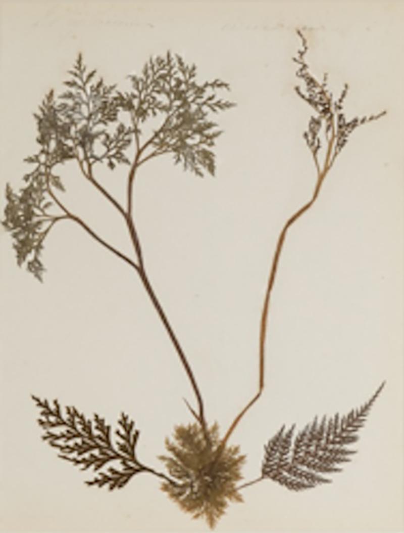 MARY ANN ARMSTRONG TWELVE 19TH CENTURY FRAMED PRESSED FERNS FROM NEW ZEALAND COLLECTED